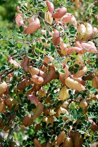 Colutea arborescens, Blazenstruik