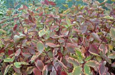 Cornus alba 'Gouchaultii', 3L Kornoelje