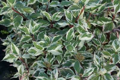 Cornus alba 'Sibirica Variegata', 40-60 Kornoelje