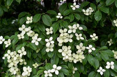 Cornus angustata 'Empress of China', 3L Kornoelje ®