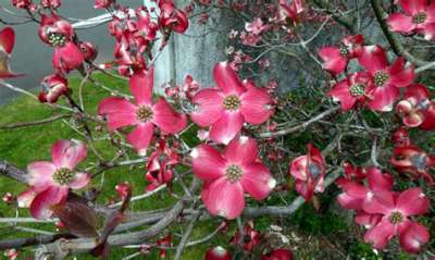 Cornus florida 'Cherokee Chief', 100-125 Kluit, Kornoelje