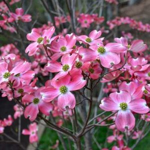 Cornus florida 'Rubra', 60-80 Kluit, Amerikaanse Kornoelje