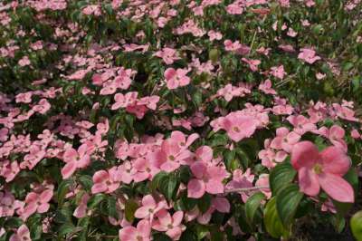 Cornus k. 'Satomi', 80-100 Kluit Kornoelje