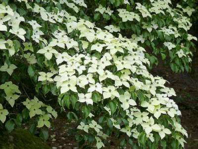 Cornus k. 'Weisse Fontaine', 80/100 Kluit, Japanse kornoelje