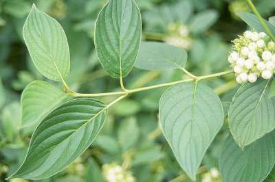 Cornus ser. 'Flaviramea', 3L, Kornoelje