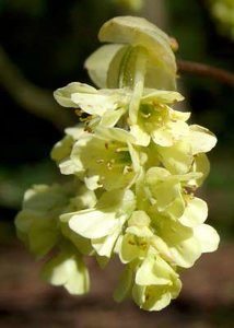 Corylopsis pauciflora, 30-40 Kluit, schijnhazelaar