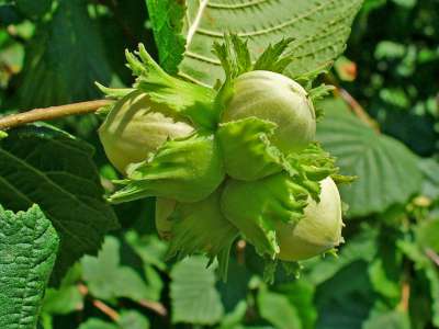 Corylus Avelana, 60-80 3L, Hazelaar