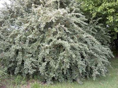 Cotoneaster franchetii, 60-80 3L, Dwergmispel