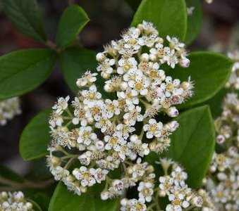 Cotoneaster lacteus, 50-60 3L, Grootbladige glansmispel