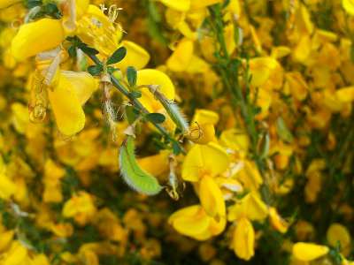 Cytisus 'Vanesse', 3L Brem