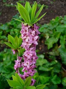 Daphne Mez. 'Rubra', 40/50 10L, Rood peperboompje