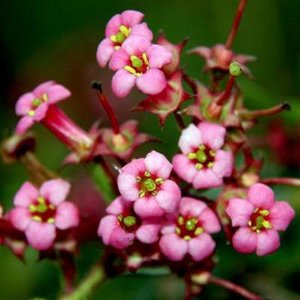 Escallonia rubra 'Macrantha', 30-40 2L