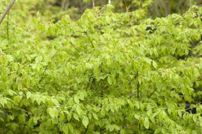 Euonymus alatus 'Compactus', 25-30 3L, Kardinaalshoed