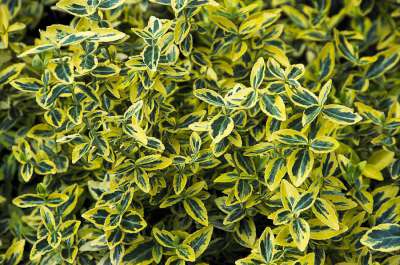 Euonymus 'Emerald 'n Gold',15-20 1.5L Kardinaalshoed