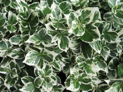 Euonymus 'Emerald Gaiety', 15-20 1L Kardinaalshoed