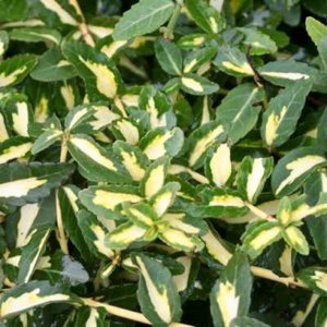 Euonymus fort. 'Sunspot', 20-25 2L, kardinaalshoed