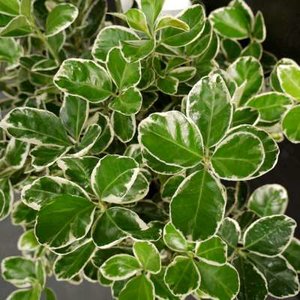 Euonymus jap. 'Kathy', 3L Japanse kardinaalshoed ®