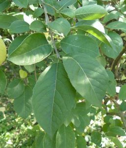 Euonymus phellomanus, 60-80 20L, Kardinaalshoed