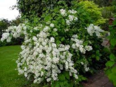 Exochorda macr. 'The Bride', 80-100 Parelstruik