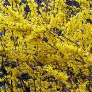 Forsythia hybr. 'Goldrausch', 3L Chinees klokje