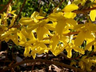 Forsythia int. 'Minigold' (Flojor), 3L Chinees klokje ®