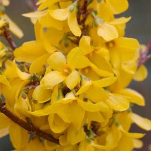 Forsythia int. 'Week-End' (Courtalyn), 3L Chinees klokje ®