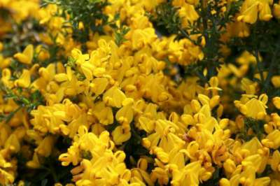 Genista pilosa 'Vancouver Gold', 20-25 2.5L, Kruisbrem