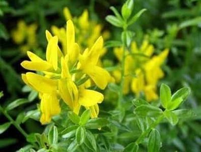 Genista tinct. 'Royal Gold', 2L Verfbrem