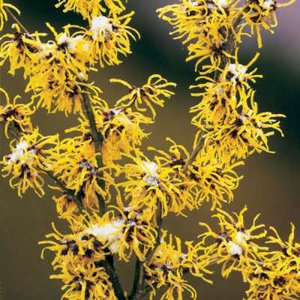 Hamamelis int. 'Arnold Promise', 100/125 30L, Toverhazelaar