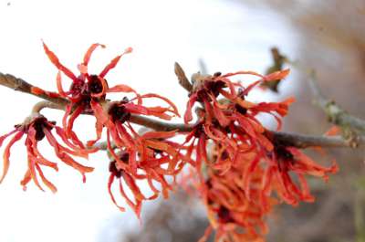 Hamamelis int. 'Diane', 60-80 Kluit, Toverhazelaar