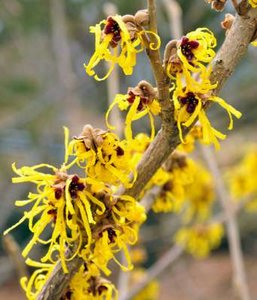 Hamamelis int. 'Pallida', 60/80 Kluit, Toverhazelaar