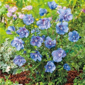 Hibiscus syr. 'Blue Chiffon', 40-50 3L, Althaeastruik (Notwoodthree) ®