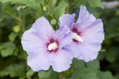 Hibiscus syr. 'Marina', 3L Heemstroos