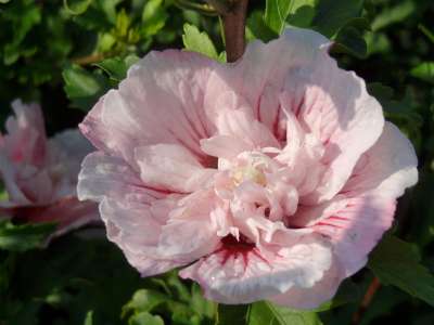 Hibiscus syr. 'Pink Chiffon', 40-60 3L, Althaeastruik