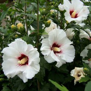 Hibiscus syr. 'Red Heart', 3L Althaeastruik