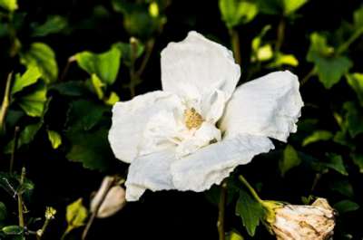 Hibiscus syr. 'White Chiffon', 40-60 3L, Althaeastruik (Notwoodtwo) ®