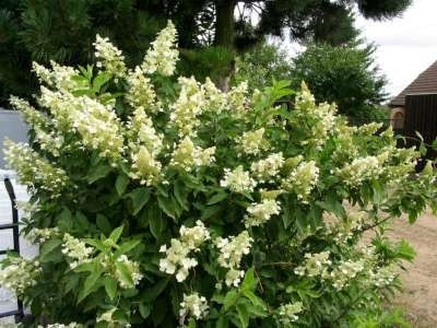 Hydrangea pan. 'Kyushu', 60-80 7.5L Hortensia