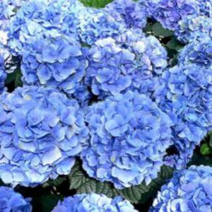 Hydrangea macro. 'Endless Summer Bloomstar', 25-30 3L, Hortensia ®