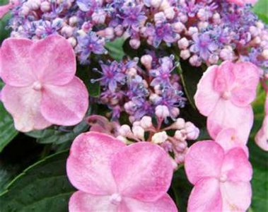 Hydrangea macro. 'Endless Summer Twist-n-Shout', 25-30 3L Hortensia ®