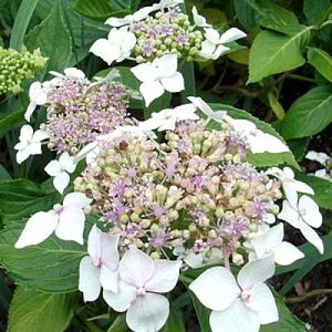 Hydrangea macro. 'Lanarth White', 25-30 3L, Hortensia