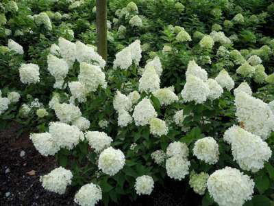 Hydrangea pan. 'Bobo', 30-40 3L, Pluimhortensia ®