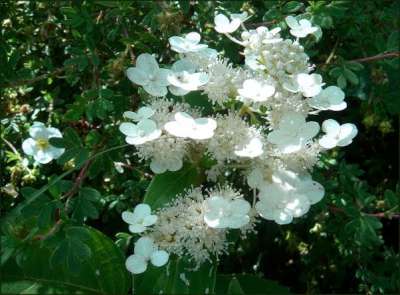 Hydrangea pan. 'Dharuma', 30-40 3L, Pluimhortensia