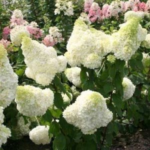 Hydrangea pan. 'Polar Bear', 40-50 cm 3L Pluimhortensia ®