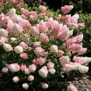 Hydrangea pan. 'Sundae Fraise', 3L Pluimhortensia ®