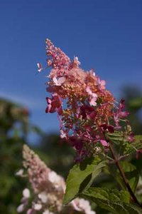 Hydrangea pan. 'Wim's Red', 40-50 3L, Pluimhortensia ®