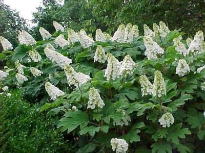 Hydrangea quercifolia, 60-80 Kluit, Eikenbladhortensia