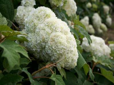 Hydrangea querc. 'Harmony', 50-60 Kluit, Eikenbladhortensia