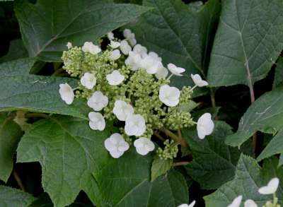 Hydrangea querc. 'Sike's Dwarf', 25-30 3L, Eikenbladhortensia