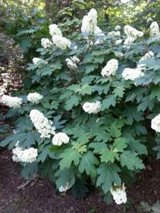 Hydrangea querc. 'Snow Queen' 3L, 20-30 Eikenblad hortensia ®