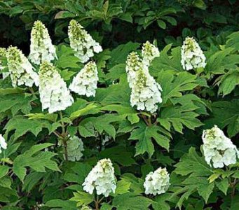 Hydrangea querc. 'Snowflake', 25-30 3L, Eikenbladhortensia